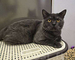 Кошки в Уссурийске: Продам шотландского прямоухого котенка Девочка, 5 111 руб. - фото 4