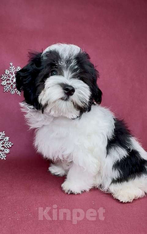 Собаки в Москве: Мальтипу- стандартный мальчик. Мальчик, Бесплатно - фото 1