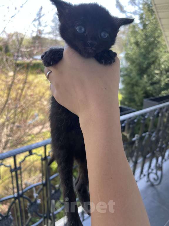 Кошки в других городах Московской области: отдаю котенка Мальчик, Бесплатно - фото 1