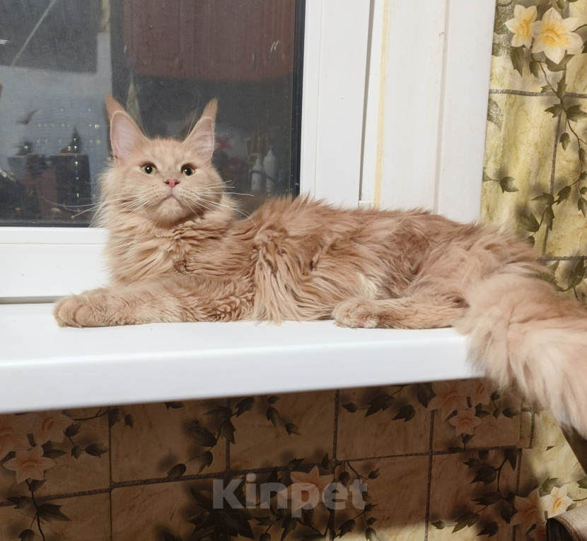 Кошки в Москве: Котёнок Мейн-кун Девочка Девочка, 30 000 руб. - фото 1