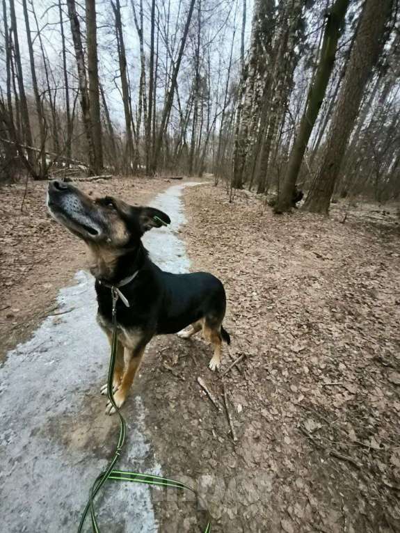 Собаки в Балашихе: Очаровательная Цуна ищет семью Девочка, Бесплатно - фото 2
