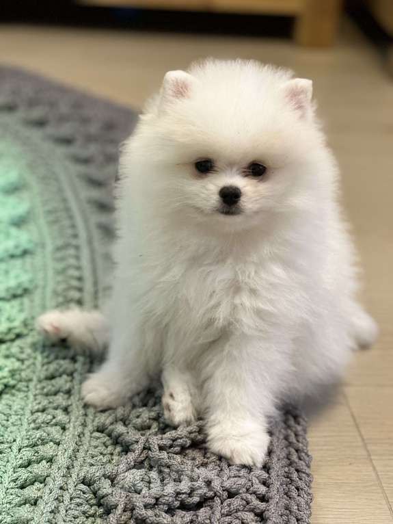 Собаки в Москве: Немецкий шпиц, щенок Мальчик, 75 000 руб. - фото 3