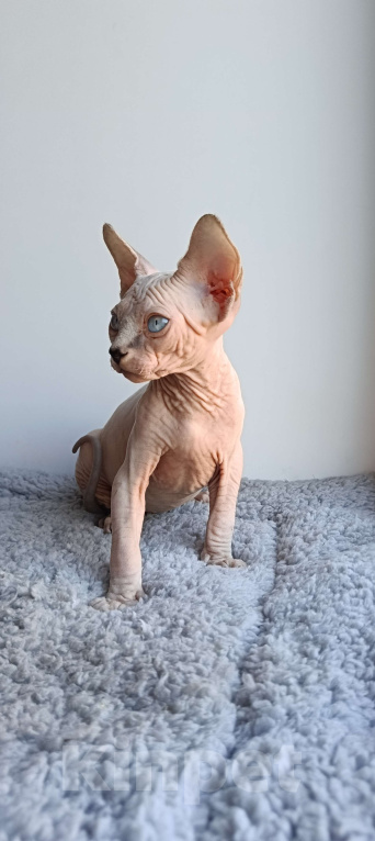 Кошки в Нефтекамске: Котенок Эльф- страйт!  Мальчик, 25 000 руб. - фото 7