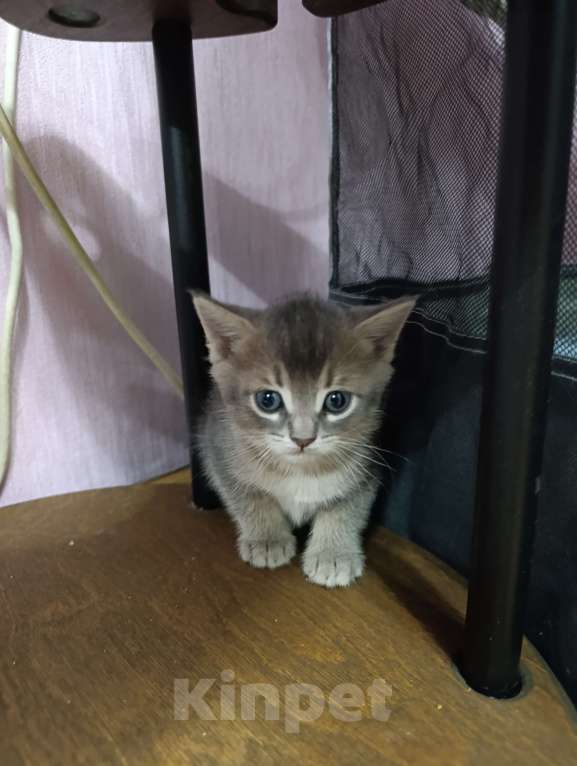 Кошки в Москве: Продаются котятки Мальчик, Бесплатно - фото 1