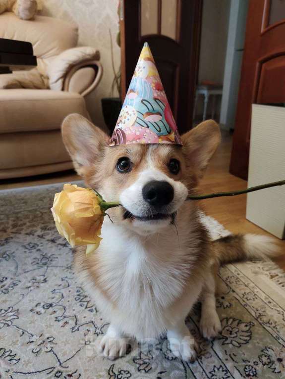 Собаки в Домодедово: Ищу девочку для вязки. Мальчик, 50 000 руб. - фото 2