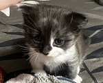 Кошки в Воронеже: Котенок Девочка, 500 руб. - фото 1