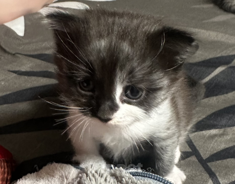 Кошки в Воронеже: Котенок Девочка, 500 руб. - фото 1