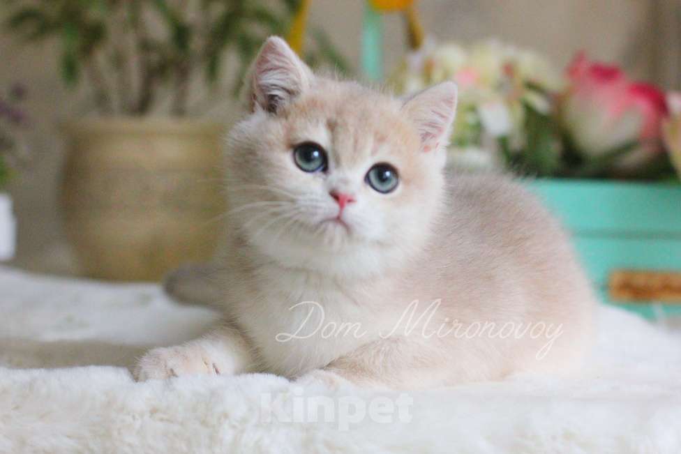 Кошки в Москве: Голубая золотая шиншилла Вилли Мальчик, 70 000 руб. - фото 4