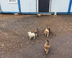 Собаки в других городах Калужской области: В добрые руки Мальчик, Бесплатно - фото 2