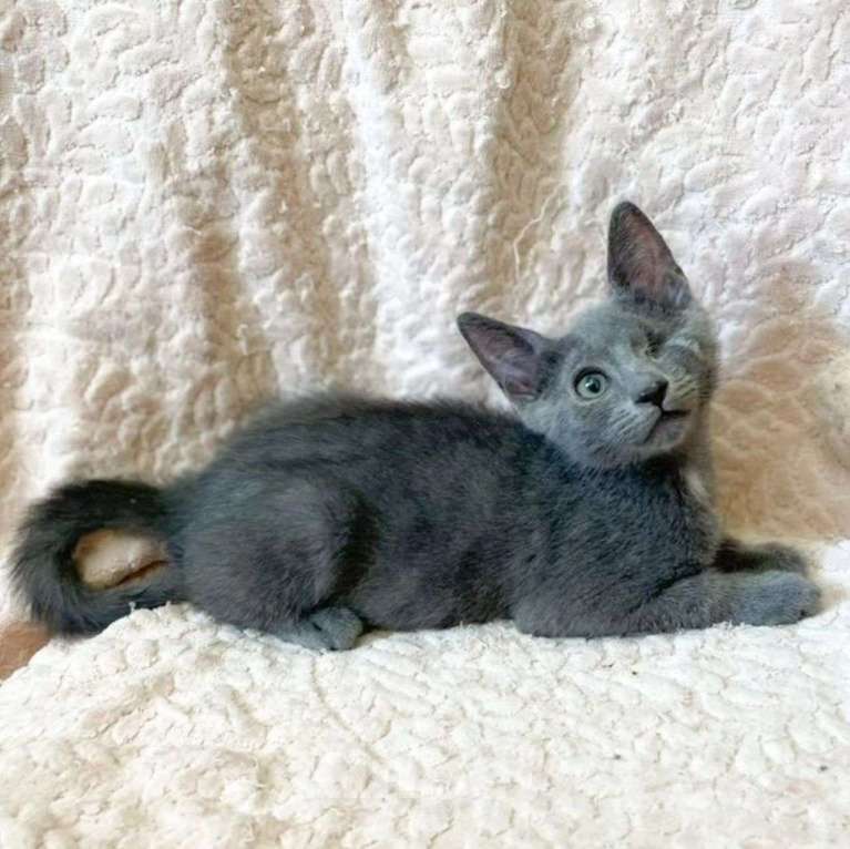 Кошки в Москве: Одноглазый котенок Каспер  Мальчик, Бесплатно - фото 5