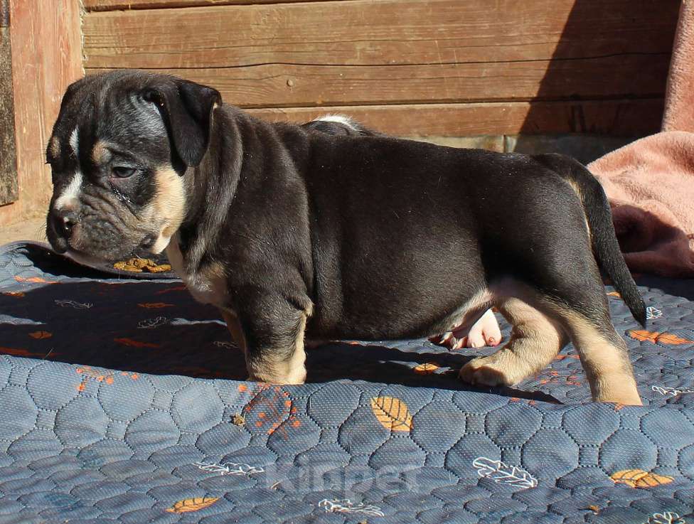 Собаки в Москве: Чёрные триколоры. Мальчик и девочка. Разнополые, 80 000 руб. - фото 9