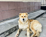 Собаки в Жуковском: Отдадим в добрые руки( частный дом) очен. Умную и воспитанную Девочка, 10 руб. - фото 1