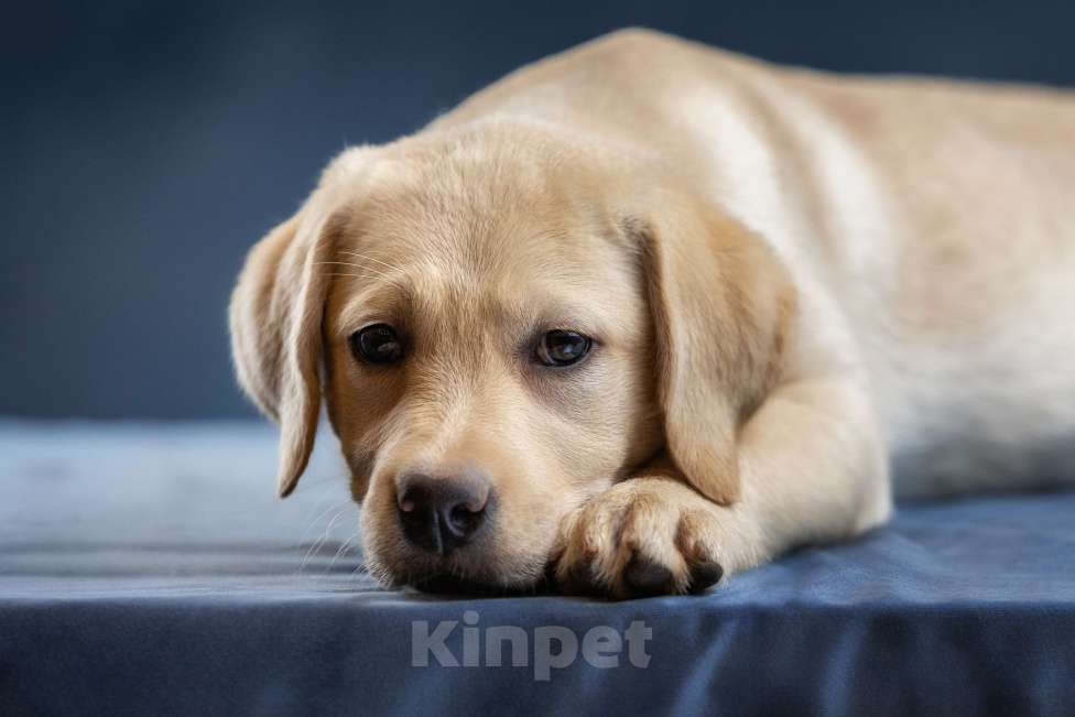 Собаки в Санкт-Петербурге: Палевый щенок лабрадора Девочка, 30 000 руб. - фото 2