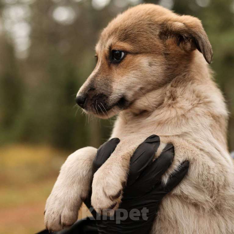 Собаки в Москве: Маленького щенка девочку нашли на улице 🆘️ Срочный поиск дома Девочка, Бесплатно - фото 5