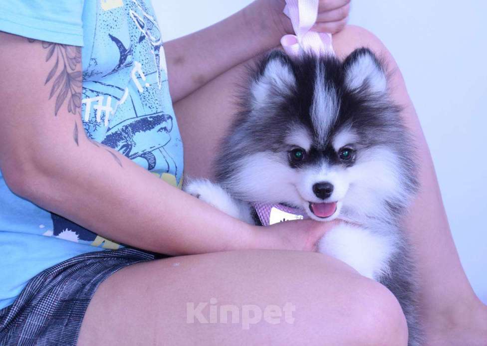 Собаки в Краснодаре: Самый маленький Помски Мальчик, 500 000 руб. - фото 5