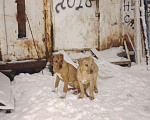 Собаки в Новосибирске: Пристрой. Нужны родители двум малышкам, РИДЖБЕКИ Девочка, 1 000 руб. - фото 4