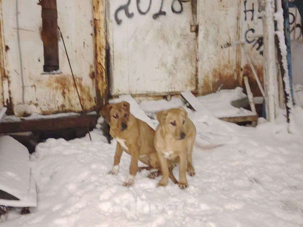Собаки в Новосибирске: Пристрой. Нужны родители двум малышкам, РИДЖБЕКИ Девочка, 1 000 руб. - фото 4