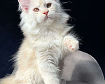 Кошки в Москве: Девочка мейн кун Девочка, 20 000 руб. - фото 1