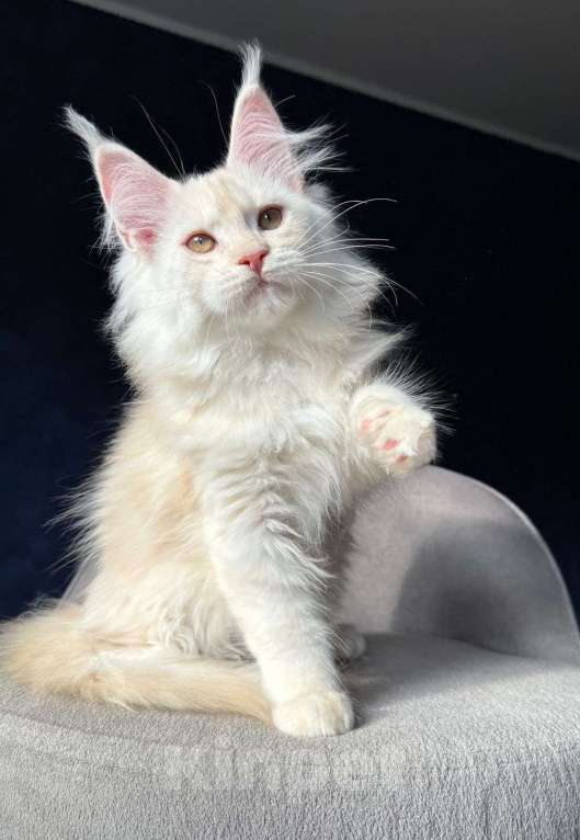 Кошки в Москве: Девочка мейн кун Девочка, 20 000 руб. - фото 1