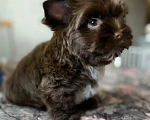 Собаки в Москве: Шоколадный йорк щенок Мальчик, Бесплатно - фото 2