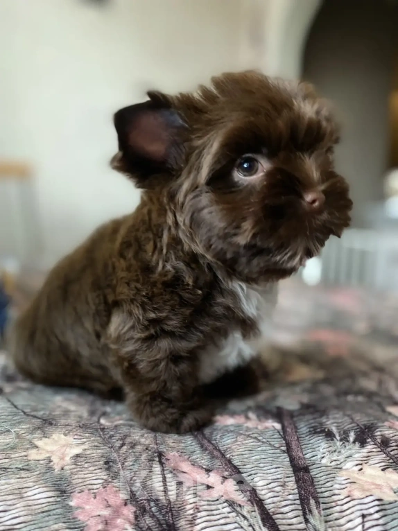 Собаки в Москве: Шоколадный йорк щенок Мальчик, Бесплатно - фото 2