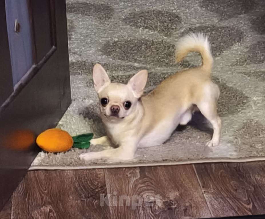 Собаки в Донецке: Предлагается на вязку, кобель породы чихуахуа. Мальчик, 10 000 руб. - фото 1