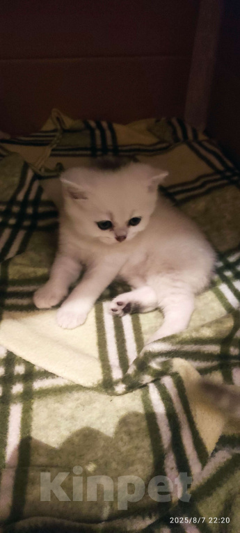 Кошки в Москве: Мальчик сердце  Мальчик, 18 000 руб. - фото 2