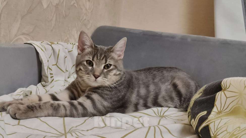 Кошки в Иваново: Отдам в добрые руки Мальчик, Бесплатно - фото 1