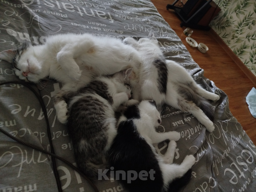 Кошки в Волгограде: Три котенка ищут дом 🩷 Разнополые, Бесплатно - фото 1
