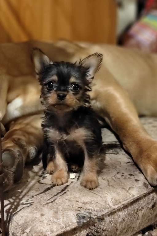 Собаки в Новосибирске: Маленький щенок Девочка, 10 000 руб. - фото 2