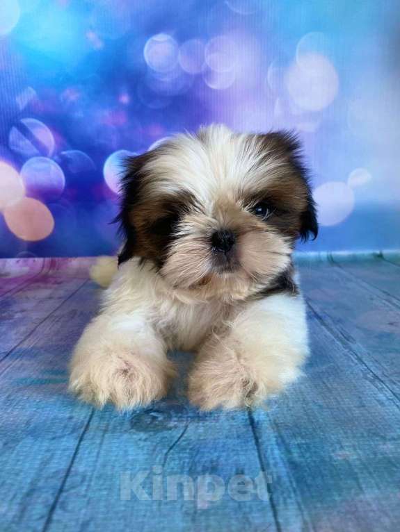 Собаки в Санкт-Петербурге: Щенки ши-тцу Мальчик, 35 000 руб. - фото 1