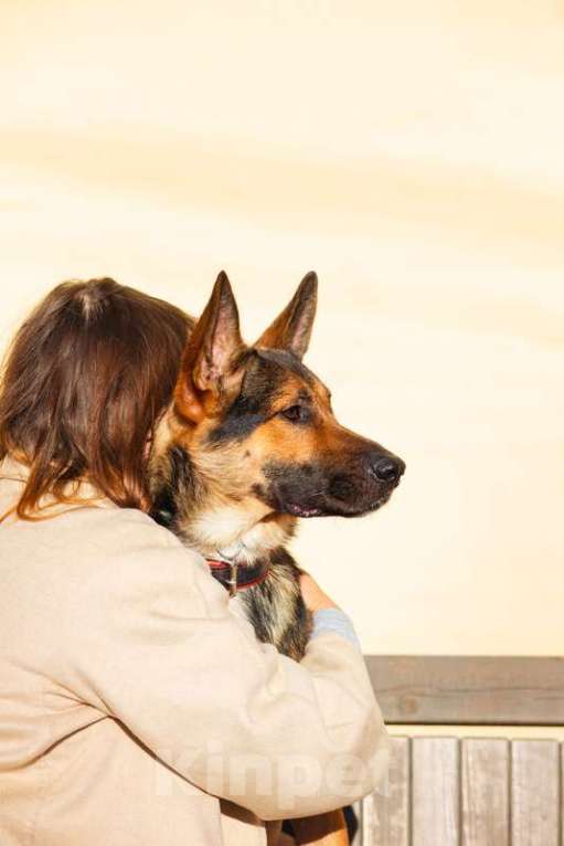 Собаки в Москве: Немецкая овчарка Зевс в добрые руки Мальчик, 1 руб. - фото 2