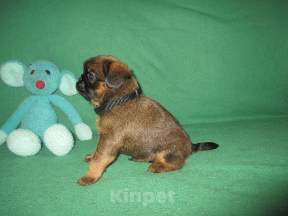 Собаки в Пскове: Кобель пти брабансон Мальчик, 50 000 руб. - фото 5