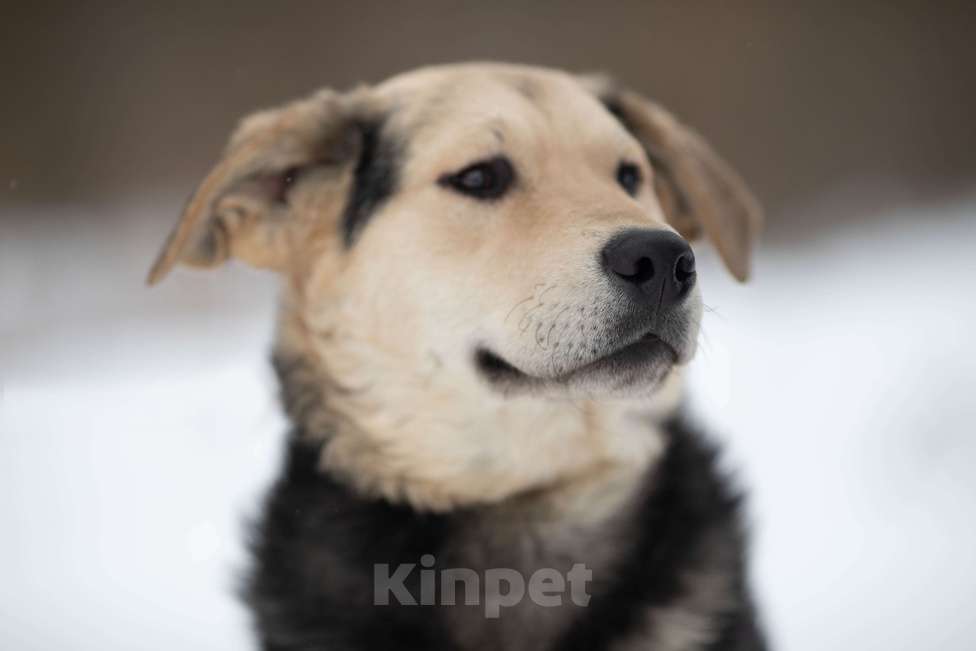 Собаки в Москве: Я Вас так жду... Мальчик, Бесплатно - фото 2