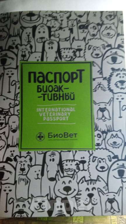 Кошки в Москве: Базиллио Мальчик, Бесплатно - фото 8