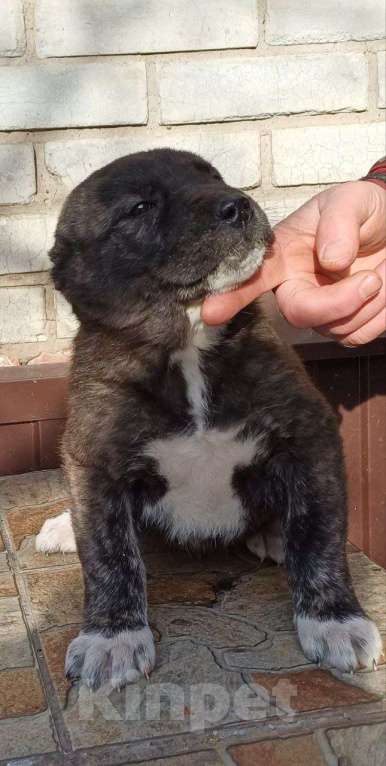 Собаки в других городах Хакасии: Щенки среднеазиатской овчарки алабай Разнополые, 20 000 руб. - фото 1