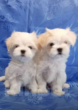 Собаки в Березниках: Щенки мальтезе Девочка, Бесплатно - фото 1