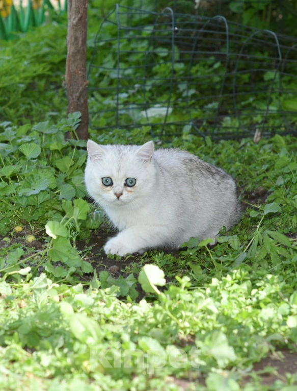 Кошки в Москве: Кошечка британская короткошерстная  окрас ns11 Девочка, Бесплатно - фото 5