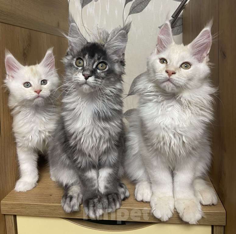 Кошки в Москве: Мейн Кун котята Девочка, 55 000 руб. - фото 6