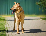 Собаки в Москве: Алтай-пес, которого никто не замечает!!!! где ему найти свое счастье? Мальчик, Бесплатно - фото 5