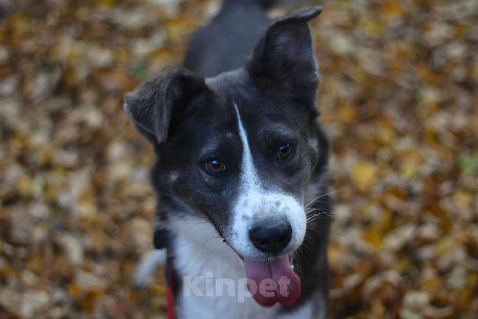 Собаки в Москве: Граф Мальчик, Бесплатно - фото 2