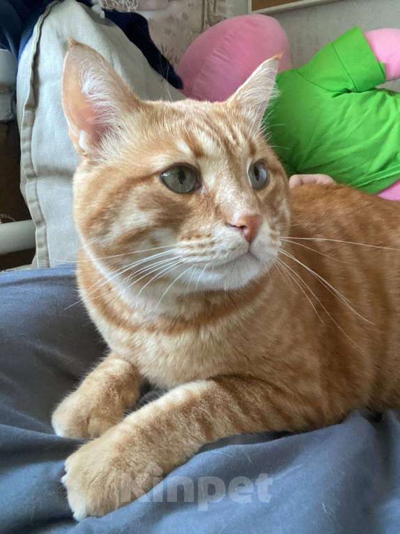 Кошки в Казани: Рыжий толстячок Мальчик, 100 руб. - фото 3
