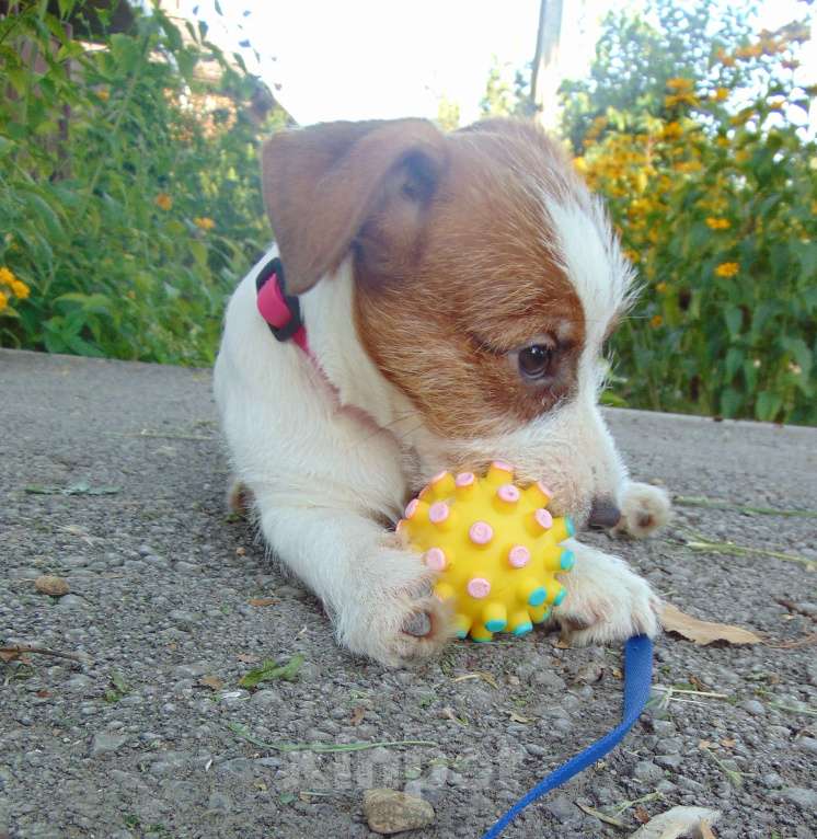 Собаки в Москве: Высокопородный щенок Джек Рассел терьера гладкошерстный Мальчик, Бесплатно - фото 3