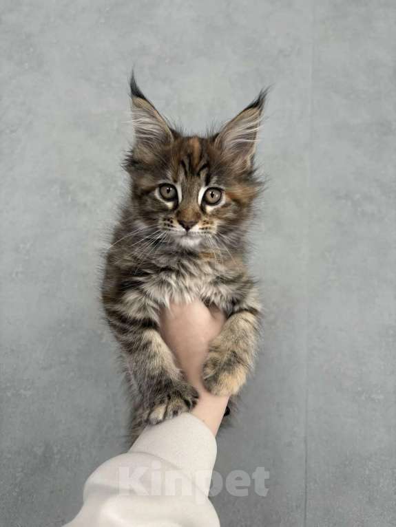 Кошки в Оренбурге: Продам Девочка, 20 000 руб. - фото 2