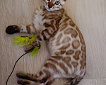 Кошки в Москве: Бенгальский котёнок  Мальчик, 90 000 руб. - фото 3