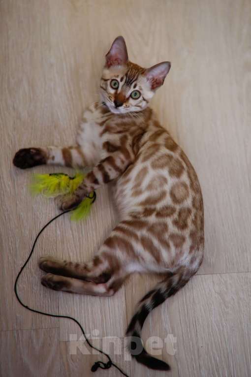 Кошки в Москве: Бенгальский котёнок  Мальчик, 90 000 руб. - фото 3