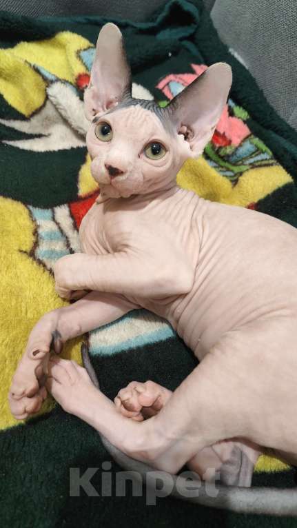 Кошки в других городах Московской области: Кот белый 3 мес Мальчик, 50 000 руб. - фото 2