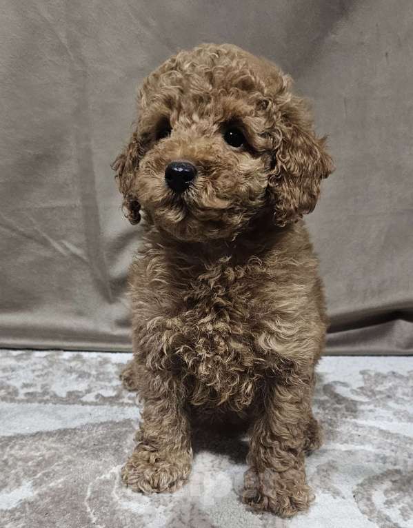 Собаки в Москве: Мия Девочка, 65 000 руб. - фото 3