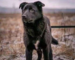 Собаки в Москве: Смолли Девочка, Бесплатно - фото 1