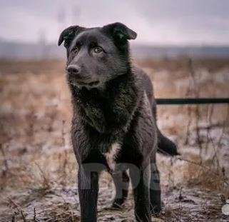 Собаки в Москве: Смолли Девочка, Бесплатно - фото 1